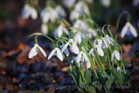 clump of snowdrops