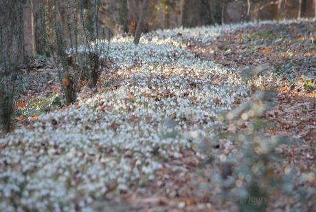 snowdrop ribbon