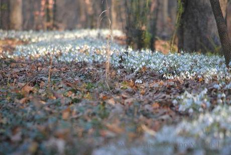 In late November, the snowdrop ridge turns from a hill of fallen leaves into a rippling white ribbon.
