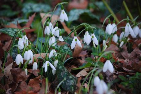 Snowdrops growing amidst Pulmonaria sp.