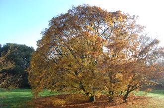 Acer palmatum Autumn (30/11/2014, Kew Gardens, London)