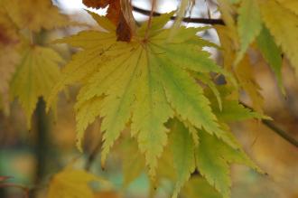 Acer palmatum Autumn Leaf (30/11/2014, Kew Gardens, London)