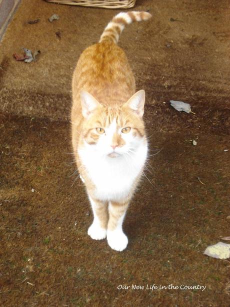 Cat Flaps and Drawers