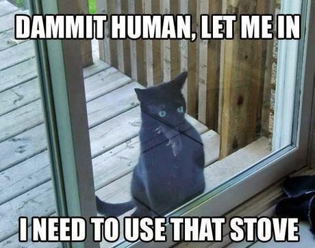 Cat Flaps and Drawers