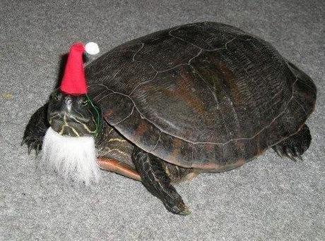 Top 10 Weird and Exotic Animals Wearing Santa Hats