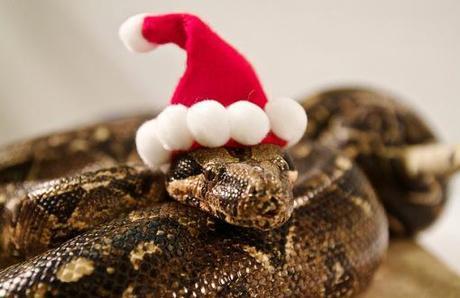 Top 10 Weird and Exotic Animals Wearing Santa Hats