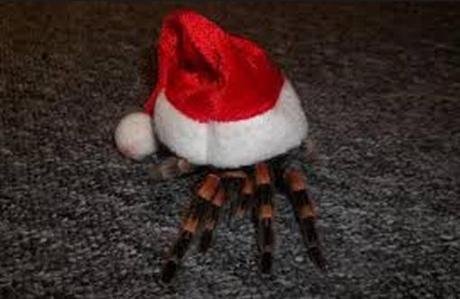 Top 10 Weird and Exotic Animals Wearing Santa Hats