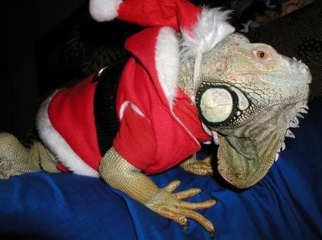 Top 10 Weird and Exotic Animals Wearing Santa Hats