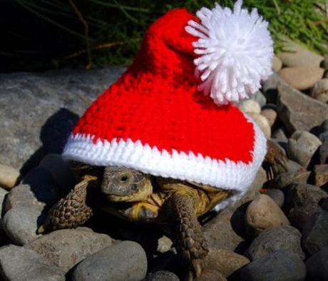 Top 10 Weird and Exotic Animals Wearing Santa Hats