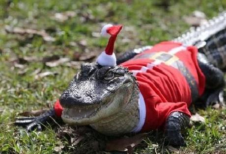 Top 10 Weird and Exotic Animals Wearing Santa Hats