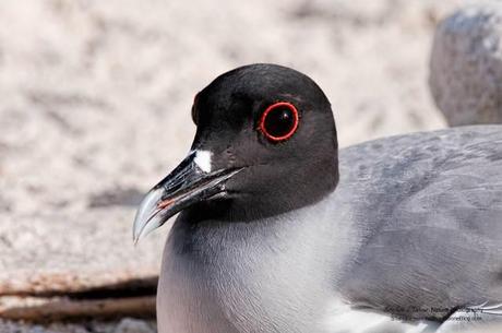 Swallow-tailed-Gull