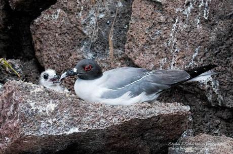 Swallow-tailed-Gull-with-a-Chick-2