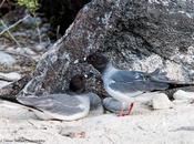 Swallow-tailed Gulls Galapagos Islands