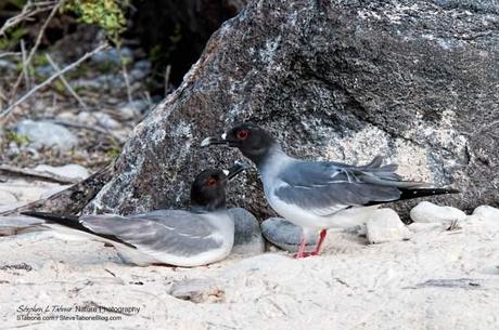 Swallow-tailed-Gulls