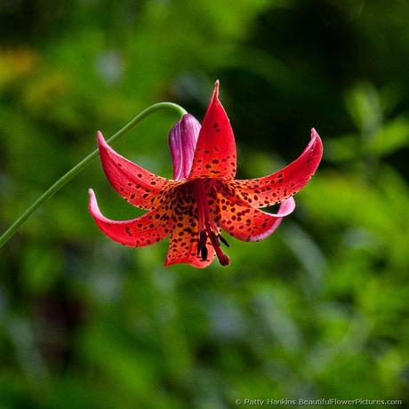 Red Canada Lily © 2009 Patty Hankins