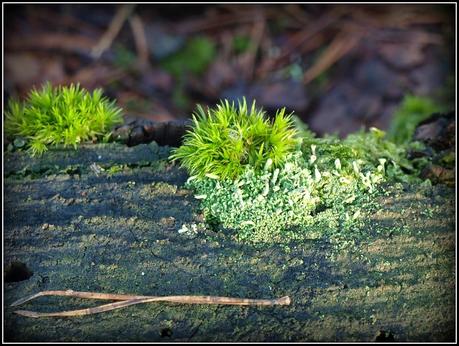 Miniature gardens of a different sort