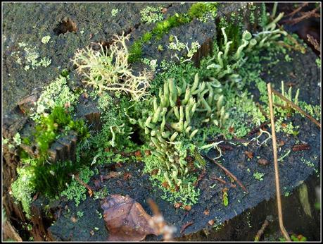Miniature gardens of a different sort
