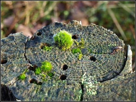 Miniature gardens of a different sort