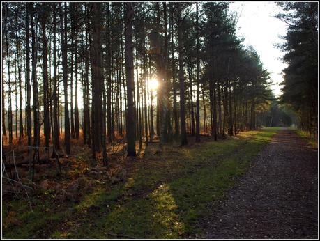 Miniature gardens of a different sort