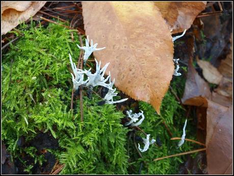 Miniature gardens of a different sort