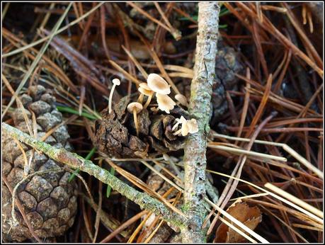 Miniature gardens of a different sort