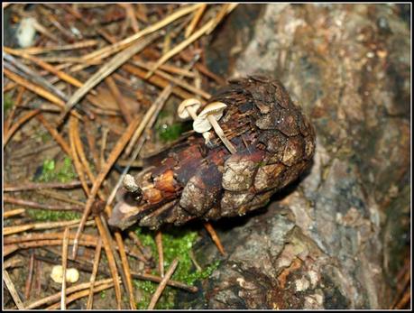 Miniature gardens of a different sort