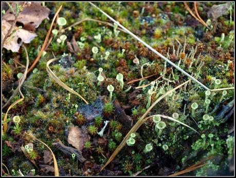 Miniature gardens of a different sort