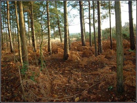 Miniature gardens of a different sort