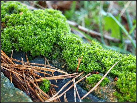 Miniature gardens of a different sort