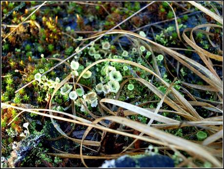 Miniature gardens of a different sort