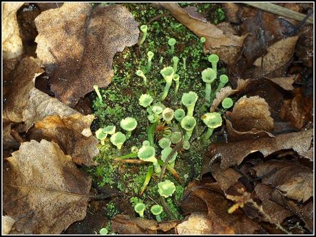 Miniature gardens of a different sort