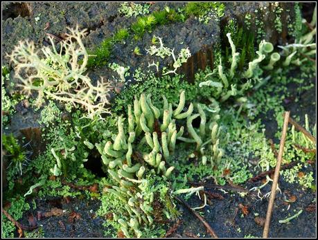Miniature gardens of a different sort