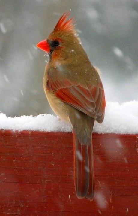 Christmas Is for The Birds!