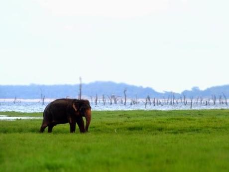 Elephant at Kandulla National Park in Sri Lanka