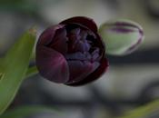 Terrific Tulips Pale Backdrop