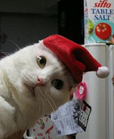 top-10-cats-in-santa-hats-L-cxpzFm.jpeg