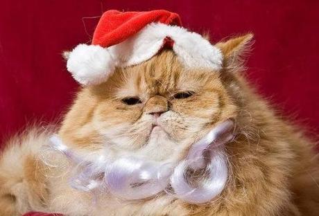 Top 10 Cats in Santa Hats