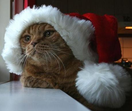 Top 10 Cats in Santa Hats