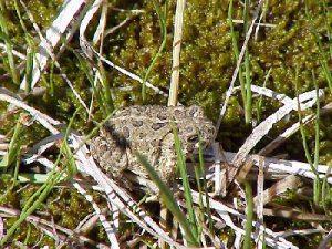 A Wyoming toad. Photo via USFWS.