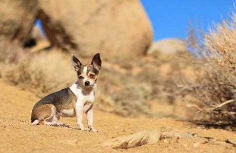 Fritz. Desert dog. Bishop, CA.