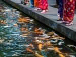 Tourists feeding Koi