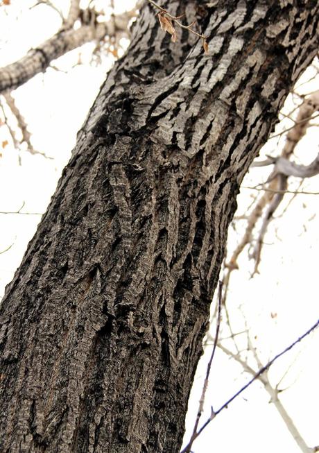 Tree-following:  Bark