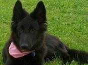 Animals’ Week Review