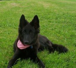 Animals’ Week in Review