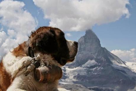 Sunday 7th December - Alpine Mastiffs Reanimating a Distressed Traveller