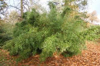 Phyllostachys bissetii (30/11/14, Kew Gardens, London)