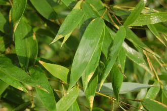 Phyllostachys bissetii Leaf (30/11/14, Kew Gardens, London)