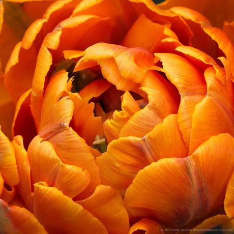 Orange Princess - double late tulip