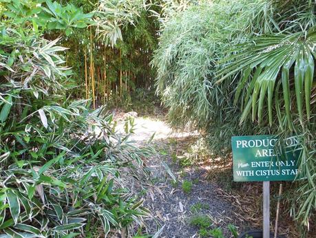 Fling 2014: Cistus Nursery