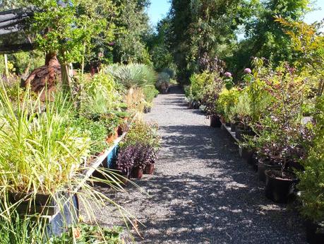 Fling 2014: Cistus Nursery